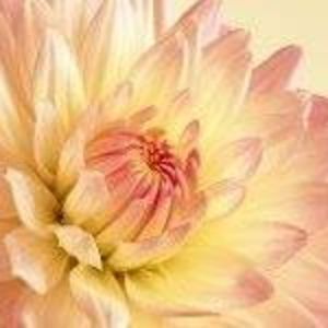 Meet your Posher, Janet